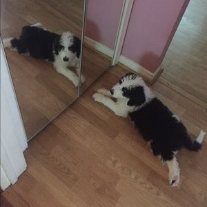 Meet your Posher, Ryan